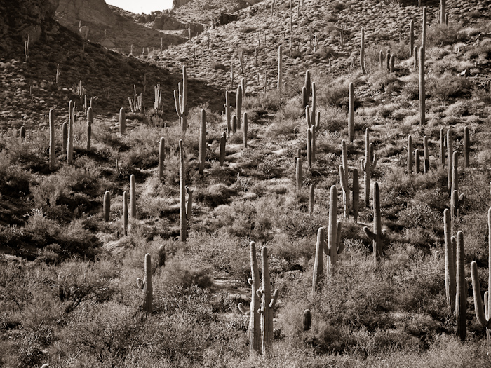 This project has 100 images so far. This image added 13 Jul 2009.