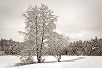 Winter Trees III